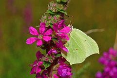 Gonepteryx rhamni