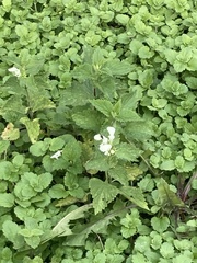 Lamium album