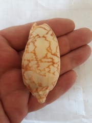 Cymbiola vespertilio