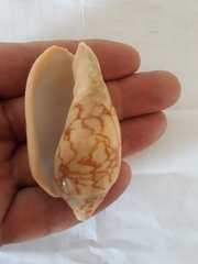 Cymbiola vespertilio