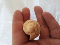 Cymbiola vespertilio