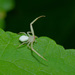 Misumessus lappi - Photo (c) Michelle W., algunos derechos reservados (CC BY), subido por Michelle W.