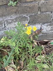Senecio squalidus