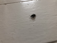 Otiorhynchus sulcatus