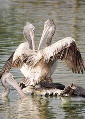 Pelecanus philippensis