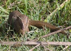 Urva auropunctata