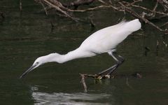 Egretta garzetta