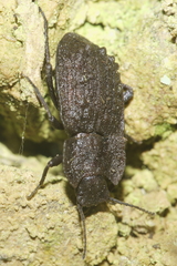 Mitua tuberculicostata