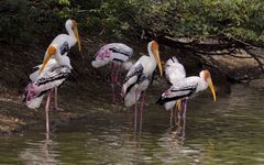 Mycteria leucocephala