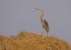 Ardea purpurea