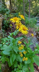 Doronicum austriacum