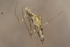 Rhomphaea urquharti