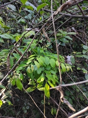 Zanthoxylum scandens