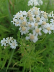 Achillea salicifolia