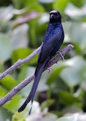 Dicrurus macrocercus