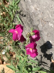 Antirrhinum majus