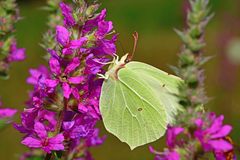 Gonepteryx rhamni