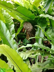 Callosciurus notatus