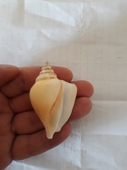 Laevistrombus canarium