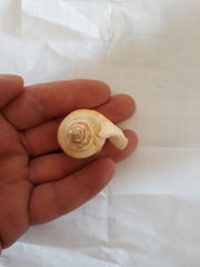 Laevistrombus canarium