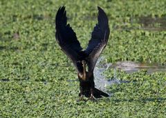 Anhinga melanogaster