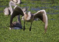 Pelecanus philippensis