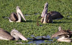 Pelecanus philippensis