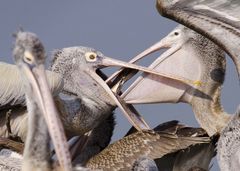 Pelecanus philippensis