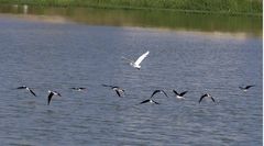 Himantopus himantopus