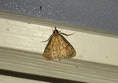 Ecpyrrhorrhoe rubiginalis