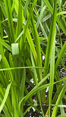 Sparganium erectum