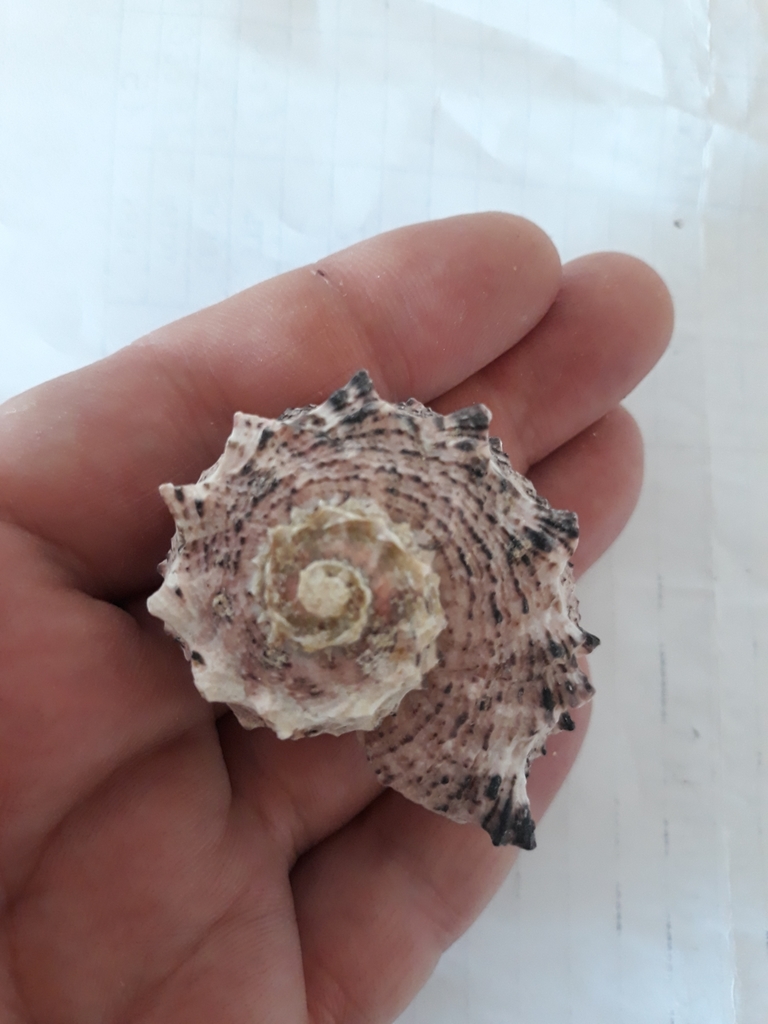 Dolphin shell