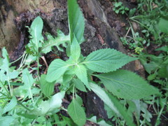 Elsholtzia ciliata