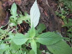 Elsholtzia ciliata