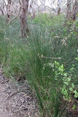 Carex tereticaulis