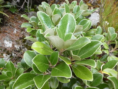 Brachyglottis elaeagnifolia
