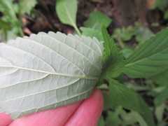 Elsholtzia ciliata