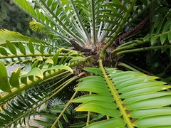 Encephalartos altensteinii
