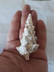 Cerithium nodulosum