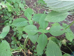 Elsholtzia ciliata