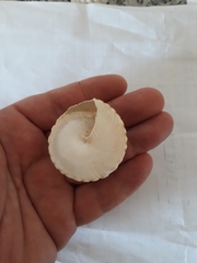 Tectus pyramis