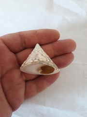 Tectus pyramis