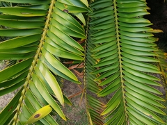Encephalartos altensteinii