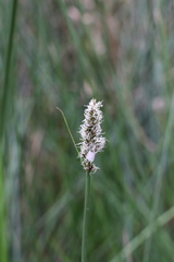 Carex tereticaulis