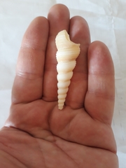 Turritella terebra