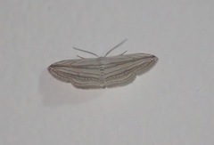 Scopula opicata