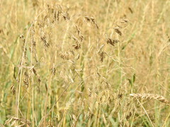 Bromus secalinus