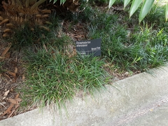 Encephalartos altensteinii