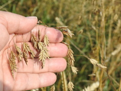 Bromus secalinus