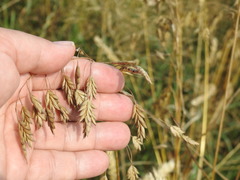 Bromus secalinus